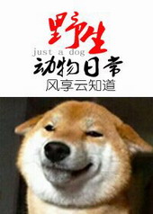 野生动物的日常全文阅读