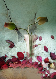 金枝不上当全文阅读