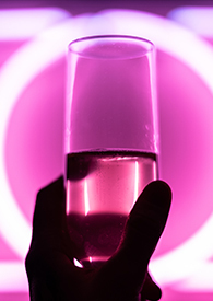 花海霓虹(Nph)全文阅读