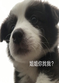 关于我捡到的那条狗全文阅读