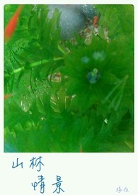 山林情景全文阅读