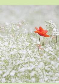 年年黏黏全文阅读
