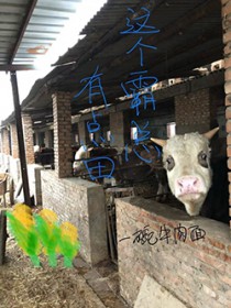 这个霸总有点田全文阅读