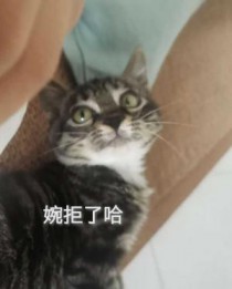 婉拒了哈全文阅读