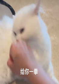 喵喵(1v1)全文阅读