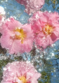 涉江采芙蓉全文阅读